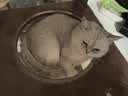 喵仙儿猫爬架一体猫窝多层跳台剑麻猫抓柱大型耐磨猫抓板不掉屑猫玩具 实拍图