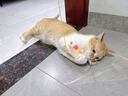 BNBNO猫咪悠悠球猫玩具自动逗猫棒自嗨解闷神器小猫消耗体力用品 实拍图