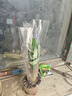 发财树盆栽大植物室内办公室桌面客厅小盆景招财树苗绿植花卉盆栽 小单杆发财树 2-3cm【原盆】 【送肥料】 实拍图