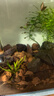 尼特利（NETLEA）水草泥鱼缸净水营养土水族养鱼水藻泥免水洗种植土草缸底砂 基肥500ml 实拍图
