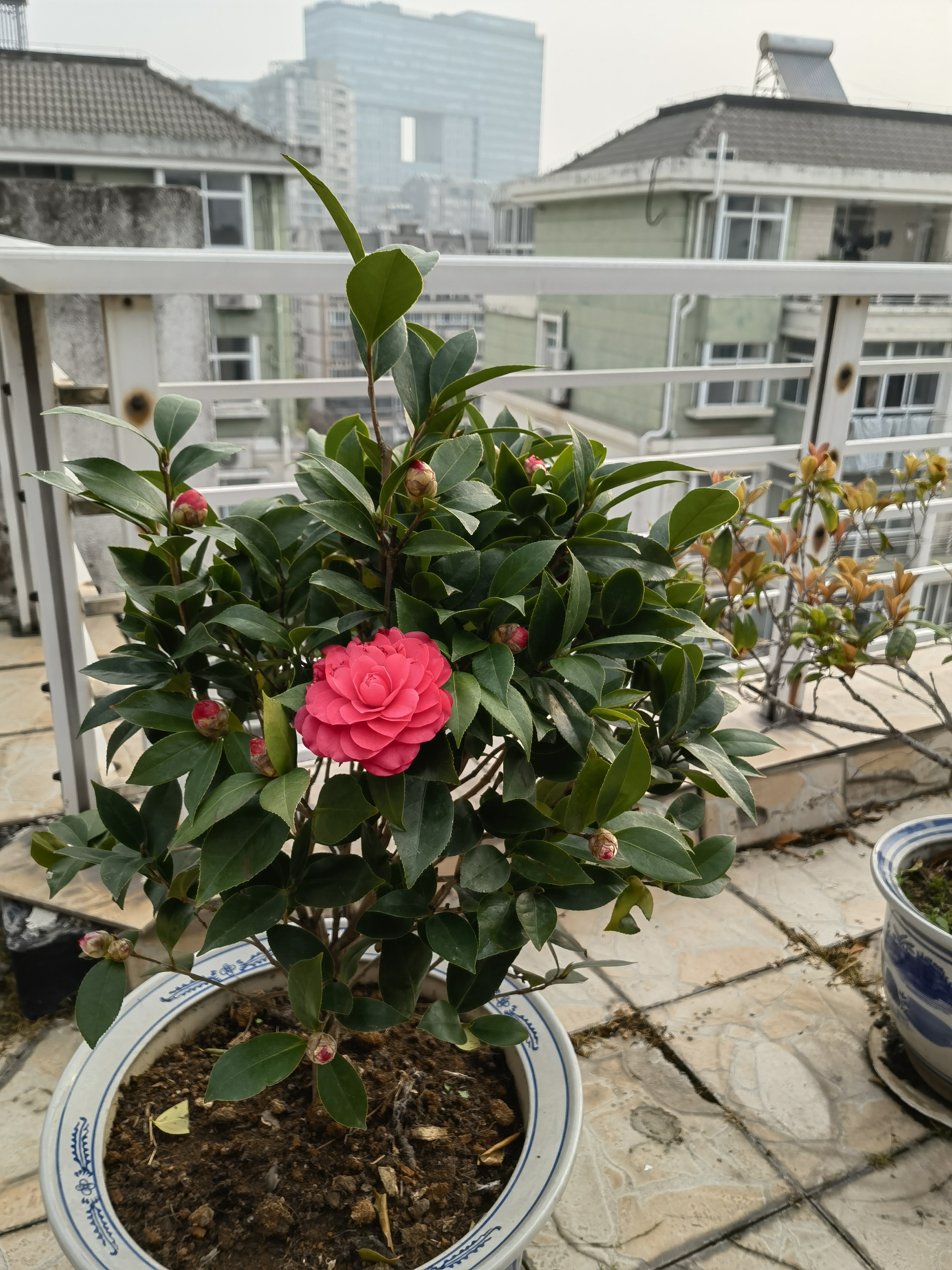御卉阁茶花盆栽带花苞四季开花室内阳台好养浓香型山茶花树苗花卉绿植 六角大红 8年苗树形好花苞多 实拍图