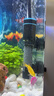 创宁鱼缸石英加热棒 CN-605-100W 低水位乌龟小型迷你自动恒温器 实拍图