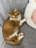 哈药妙多安猫咪疫苗猫三联疫苗2针+科旺优1针猫幼猫疫苗妙三多平替 实拍图
