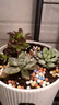 沭之美多肉植物桌面盆栽绿植DIY花卉 随机多肉30颗 不含盆 源头直发 实拍图