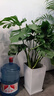 叹为观止大型植物发财树各种大颗盆栽开业乔迁客厅办公室内好养大型花卉 龟背竹【1-1.2米】 含盆 实拍图