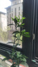 尔澜60-70cm砂糖橘树苗橘子苗沙糖桔树苗果树苗露天阳台种植源头直发 实拍图