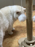 HELLOJOY猫抓柱剑麻猫抓板猫玩具耐抓耐磨不掉屑猫爬架立式自嗨解闷用品 实拍图