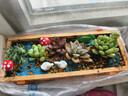 花艺萌多肉植物组合盆栽含盆含土创意diy拼盘花盆 小多肉仙人掌仙人球 天鹅河畔 含盆 实拍图