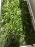 艾草新鲜食用蔬菜现摘清明草粑粑青团3斤顺丰艾叶新鲜艾草叶 【顺丰快递】 1500g 实拍图