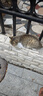 喜跃猫粮 成猫英短美短全猫种通用全价猫粮 成猫海鲜味10kg 实拍图
