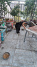 凯锐思银爪P28高蛋白全价猫粮亲和肠胃鲜肉冻干双拼成猫粮 【2.0升级养胃】鱼肉味鲜肉双拼20斤|推荐 实拍图