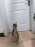 BNBNO猫咪悠悠球猫玩具自动逗猫棒自嗨解闷神器小猫消耗体力用品 实拍图