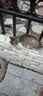 喜跃猫粮 成猫英短美短全猫种通用全价猫粮 成猫海鲜味10kg 实拍图