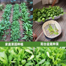 播种心情家庭种植蔬菜种子大全四季播种阳台盆栽农家庭院小菜园有机香菜菠 毛豆种子原装50粒2包 实拍图