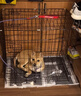 宠乐乖（CHONGLEGUAI）狗笼猫笼狗笼子中小型犬带厕所幼犬折叠便携猫笼子猫咪兔笼700ZG 实拍图