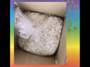 布卡星仓鼠白杨木刨花垫料木屑垫料金丝熊吸尿造景用品中号1kg 实拍图