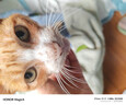 普贝斯猫肾脏护理粮成猫全价猫干粮 猫肾脏处方粮600g 实拍图