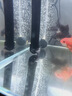 AquaClean鱼缸滤材中空石英球硝化纳米球细菌屋培菌净水陶瓷环鱼缸过滤材料 第3代中空球5L(含网袋) 实拍图