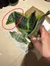 佰花锦金边虎皮兰盆栽好养常青绿植好养矮脚花卉室内客厅办公室耐旱 3颗精品金边虎皮兰裸根 整体高度约25-35cm 实拍图