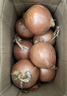 新鲜黄洋葱黄金水果洋葱即食蔬菜调料烧烤食材 新鲜黄洋葱 5斤 含箱 实拍图