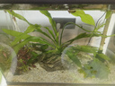 疯狂水草孔雀鱼活体水族宠物观赏鱼冷水耐活小型热带鱼淡水鱼苗 【组合装孔雀鱼20条】随机发出 实拍图