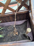 营养土养花种菜土壤有机兰花多肉植物盆栽种植椰砖土通用型 有机营养土60斤【园艺师专研配方 实拍图