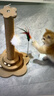 欢宠网猫抓柱猫抓板猫爬架猫玩具猫咪立式剑麻自嗨解闷神器猫猫小猫幼猫 实拍图