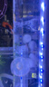LED全光鱼缸灯同款水族箱鱼缸照明灯架水草灯增艳发色灯神灯节能 9瓦蓝白光38cm（适合40-50cm鱼缸） 四排灯珠 实拍图