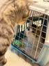 涴喵 纯种宠物猫咪活体金银渐层幼猫全程辅助养猫签订合同双重保障 宠物级 矮脚曼基康 实拍图