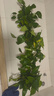 京东绿植绿萝盆栽除甲醛花卉绿植办公室新房净化空气180白横纹4盆源头直 实拍图