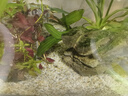 疯狂水草孔雀鱼活体水族宠物观赏鱼冷水耐活小型热带鱼淡水鱼苗 【组合装孔雀鱼20条】随机发出 实拍图