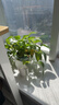绿有意绿萝盆栽除甲醛室内好养花卉植物绿萝批发办公室新房装修净化空气 180白色罗马柱绿萝4盆+1壶+10肥 带盆带土发货 实拍图