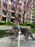 欢宠网猫咪牵引绳猫绳宠物防挣脱可调松紧背心式专用溜遛猫绳子外出用品 实拍图