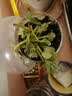 【亏本冲量】奶油草莓苗盆栽带盆带土桃熏食用红颜四季结果 奶油草莓3棵 实拍图