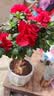 花翁杜鹃花盆栽四季开花带花苞过年花卉室内植物阳台鲜花绿植源头直发 实拍图