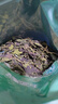 半山农 紫苏叶250g  紫苏茶干搭紫苏中药材紫苏籽叶泡茶水花草茶 实拍图