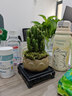 花翁仙人掌盆栽万重山室内仙人球多肉植物办公室桌面盆景源头直发 实拍图