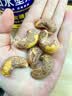 如水紫皮腰果200g/盒  烘焙大颗粒坚果新货干果炒货休闲健康零食 实拍图