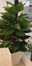 叹为观止大型植物发财树各种大颗盆栽开业乔迁客厅办公室内好养大型花卉 大叶绿萝【1.2-1.4米】 含盆 实拍图