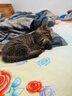 舒腾中华田园小猫咪活体田园猫宠物家养猫咪橘猫幼猫活体土猫狸花猫咪 田园级 狸花猫 公（幼猫两个月左右） 实拍图