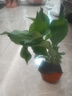绣球花苗带花苞老桩盆栽花卉植物室内花庭院四季长开 多色 3年苗当年开花 实拍图