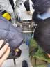 天能电动车电池换电瓶石墨烯铅酸电池电动车电瓶适用雅迪台铃九号小牛 天能A+【48v12ah】以旧换新-四只 实拍图