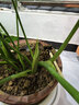 德沃多植物营养液通用型花肥料绿萝发财树富贵竹多肉月季水培绿植花卉肥 营养液2.5L一瓶 实拍图
