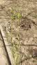 嫣蓝蓝莓苗蓝莓树苗盆地栽果树苗南北方种植 蓝莓苗3年苗1棵源头直发 实拍图