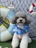 皇家狗粮 贵宾成犬狗粮泰迪犬粮宠物小型犬PD30全价犬粮10月-8岁7.5KG 实拍图