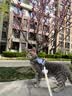 欢宠网猫咪牵引绳猫绳宠物防挣脱可调松紧背心式专用溜遛猫绳子外出用品 实拍图