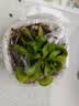捕蝇草盆栽猪笼草食虫植物夏季驱蚊食虫捕虫室内趣味绿植 美人齿 捕蝇草大苗 赠吸水盆栽好发货 实拍图