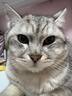 凯锐思 美短专用猫粮幼猫成猫深海鱼鱼肉猫食天然粮 美短2kg 实拍图