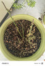 德沃多植物营养土50L复合基质绿植花肥料种菜土壤多肉土花土盆栽种植土 实拍图