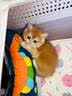涴喵 纯种宠物猫咪活体金银渐层幼猫全程辅助养猫签订合同双重保障 宠物级 金渐层猫 实拍图